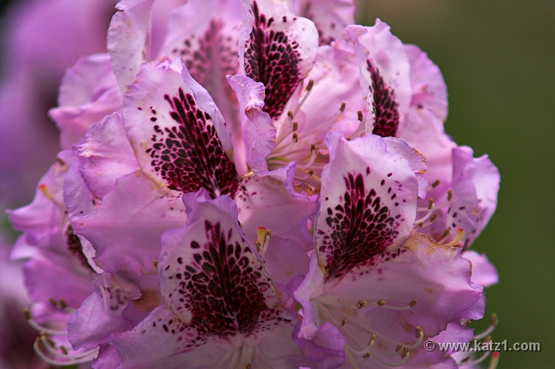 NJ Botanical Gardens 5